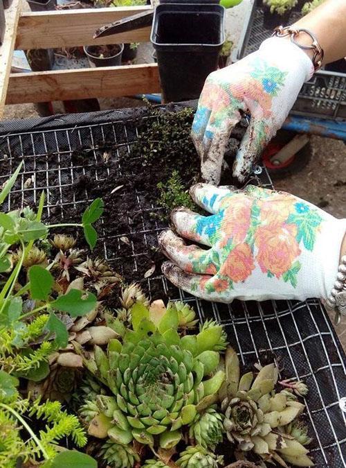 Formación de un macizo de flores de stonecrop.