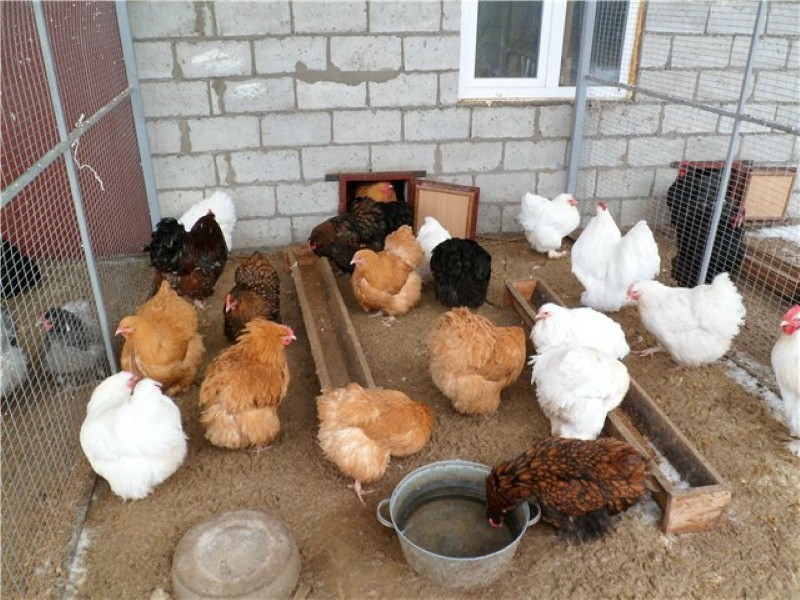 est-il possible de garder des poulets dans la maison