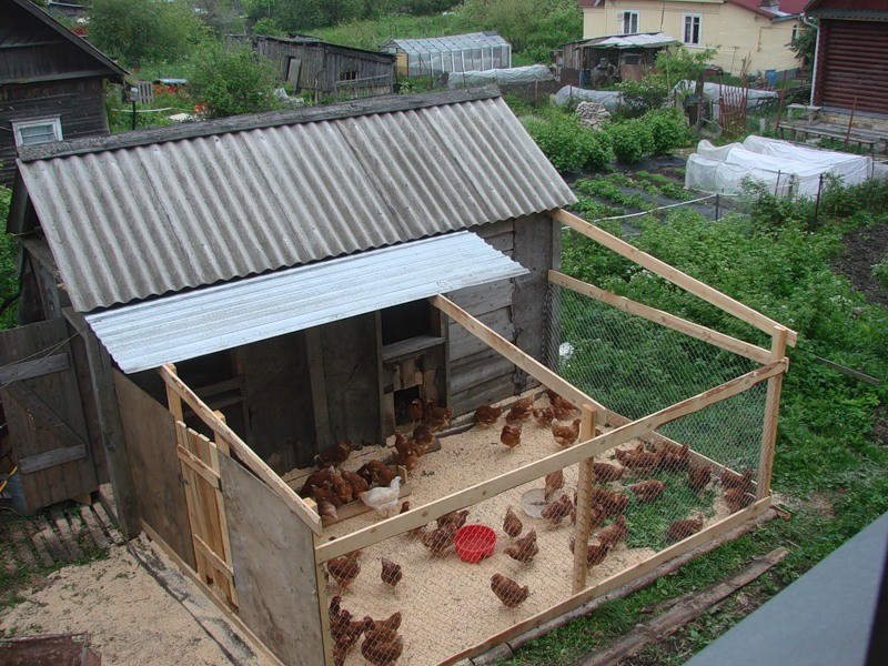 normes sanitaires pour garder les poulets