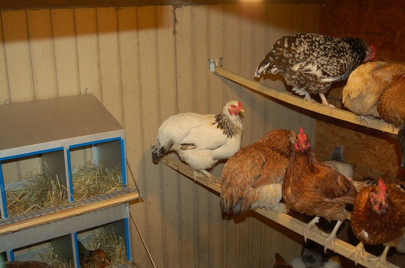 cuántos pollos se pueden tener en una casa particular