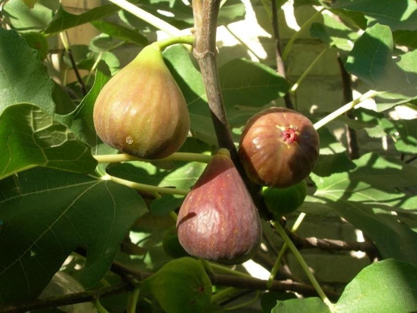 figues fruits brunswick