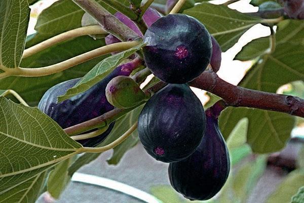 figues perle noire