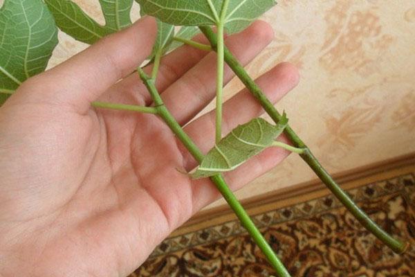 boutures de figues pour la propagation