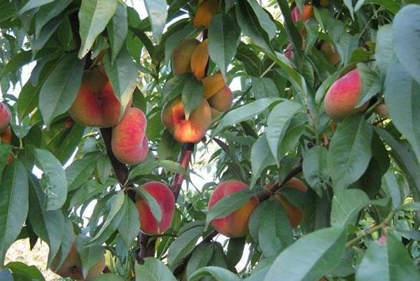 madura melocotón de higo en el jardín