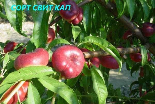 Variedad Sweet Cap
