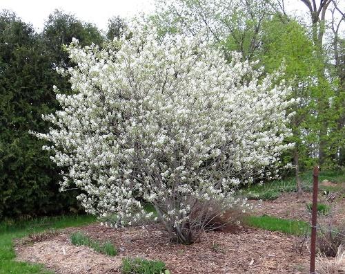 buisson d'irgi en fleurs