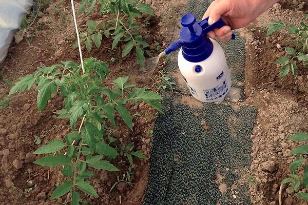 procesamiento de tomates en invernadero