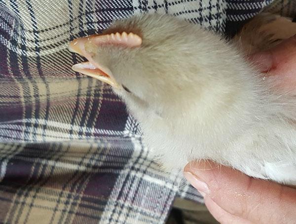 poulet sain