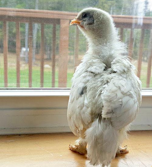 poulet cultivé