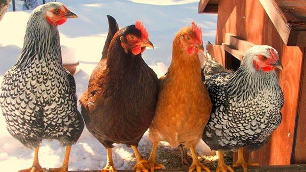 poulets en bonne santé