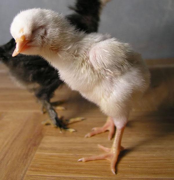 poulet à bec croisé