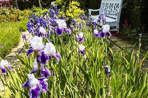 macizo de flores con lirios siberianos