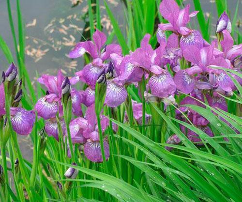 Iris siberiano por el embalse