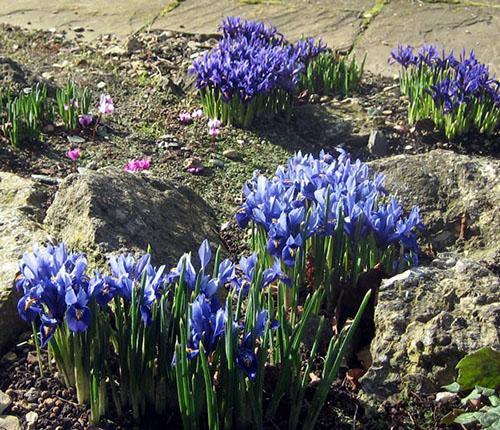 Iris siberiano en rocalla