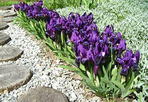 Iris siberiano a lo largo del camino del jardín