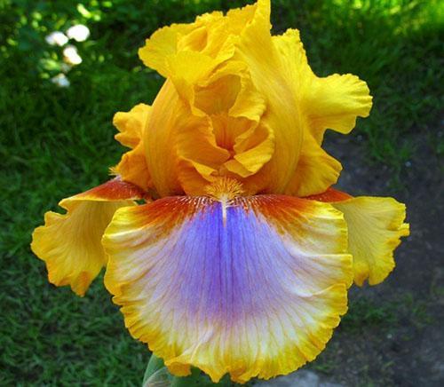 iris amarillo siberiano