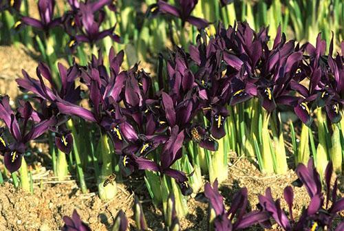 cortina de iris siberiano