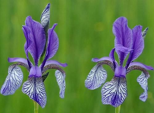 iris siberiano especial