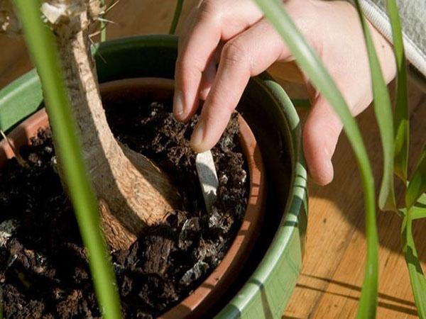 orujo de café para plantas de interior