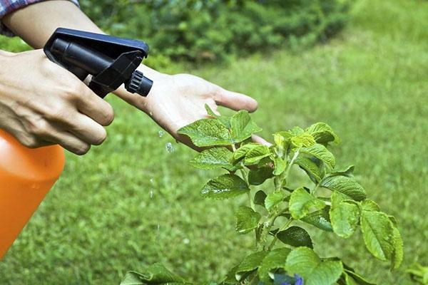tratamiento de plantas con una solución de orujo de café