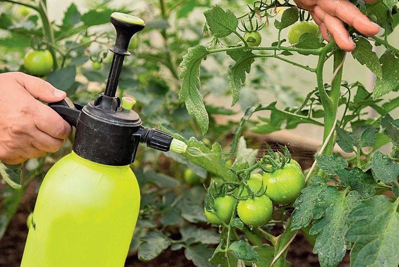 transformation de la tomate