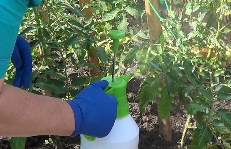 ayudando a las plantas