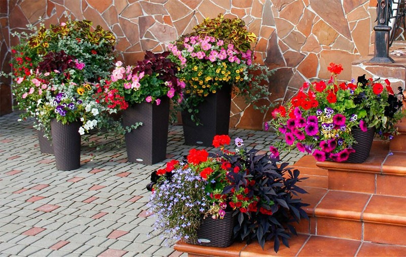 glucosa para plantas de interior