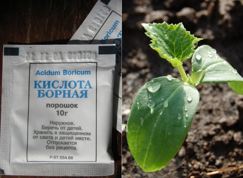 acide borique pour les plantes