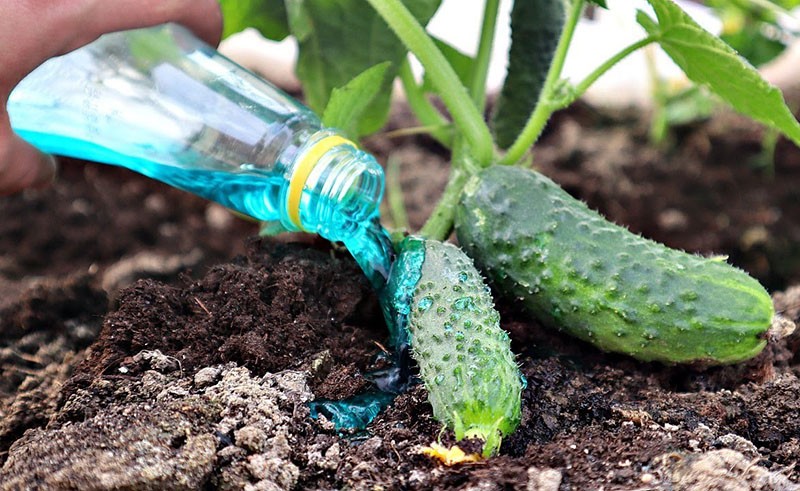 protección de las plantas contra el mildiú polvoriento
