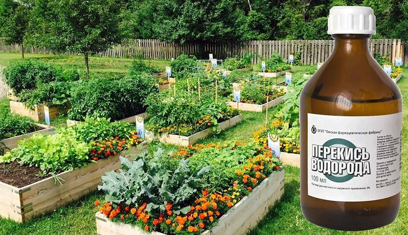 peróxido de hidrógeno en lechos vegetales