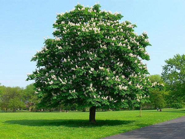 castaño de indias en la naturaleza