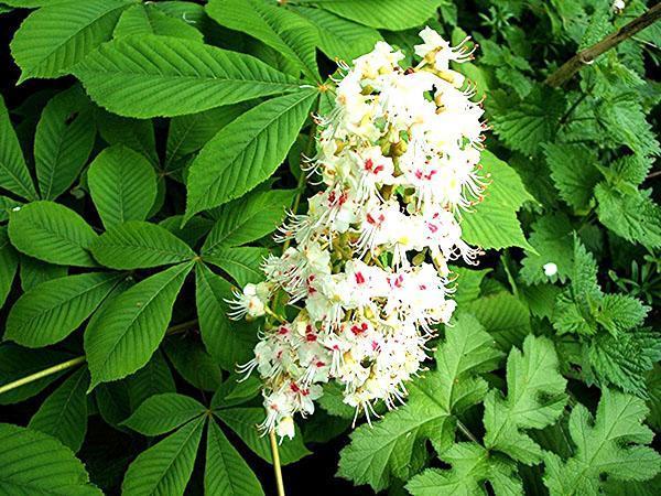 el castaño de indias está en flor