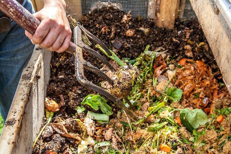 épluchures de pommes de terre dans une fosse à compost