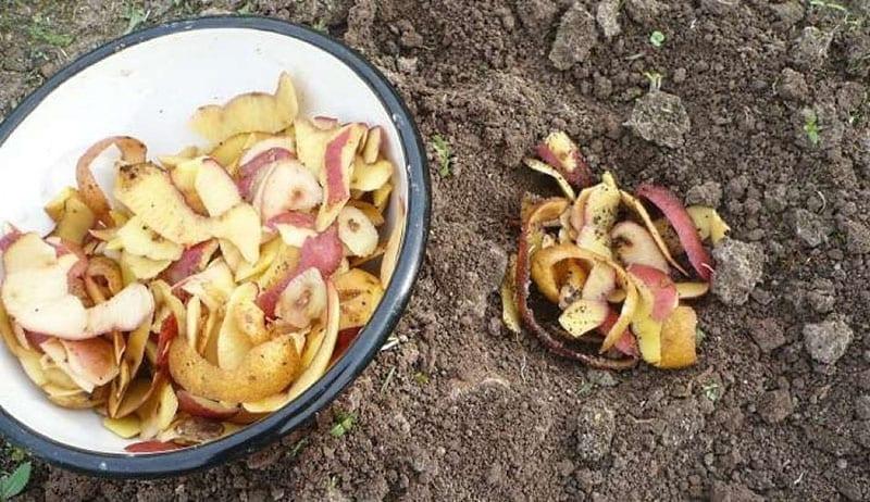 épluchures de pommes de terre