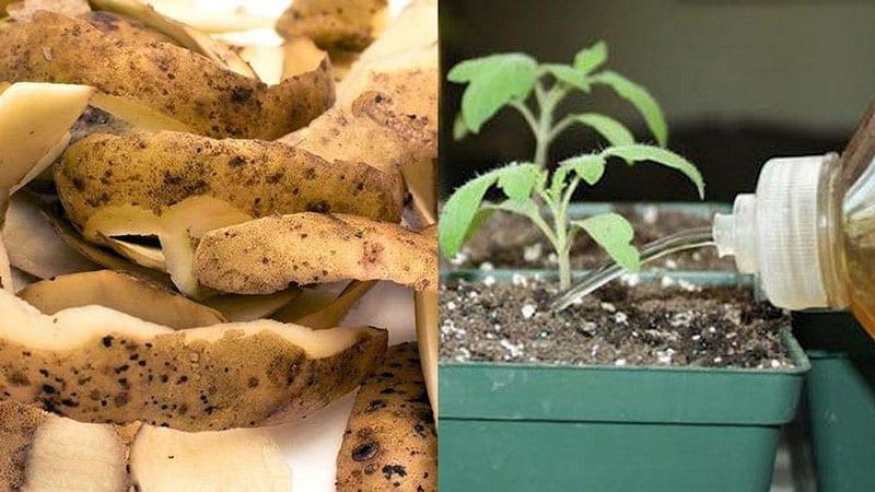 pour quelles plantes les épluchures de pommes de terre sont-elles utilisées