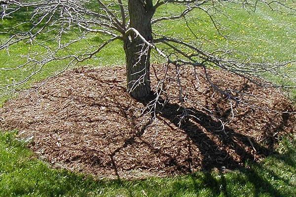 excrementos de pollo alrededor del árbol