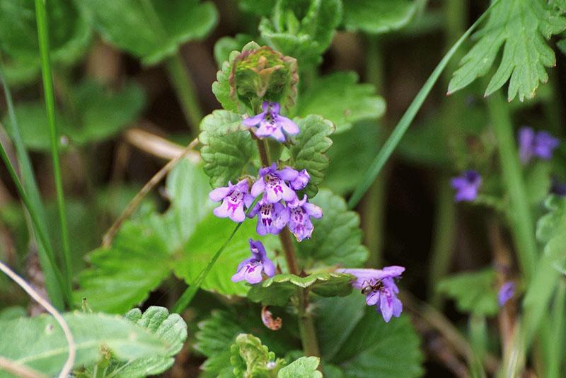 fleurs de lierre budra