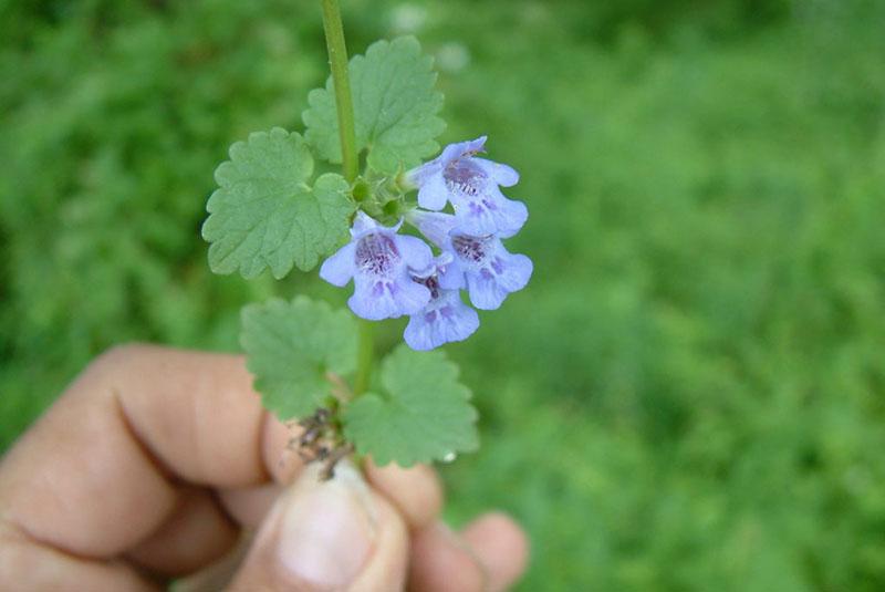 longue floraison budra