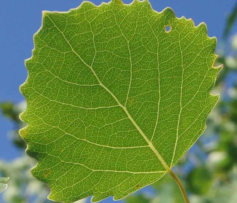 feuilles de tremble