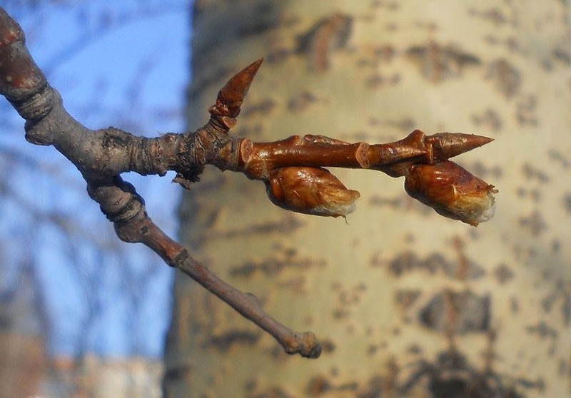 bourgeons de tremble