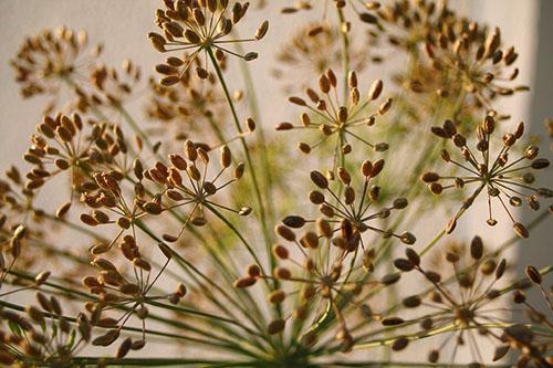 Les bonnes graines d'aneth sont bonnes pour la guérison