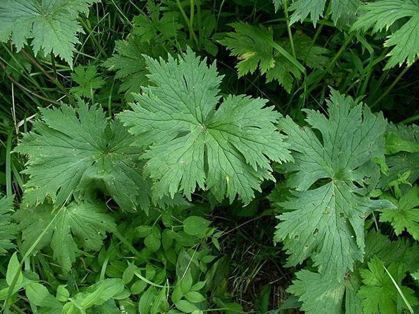 feuilles d'aconit