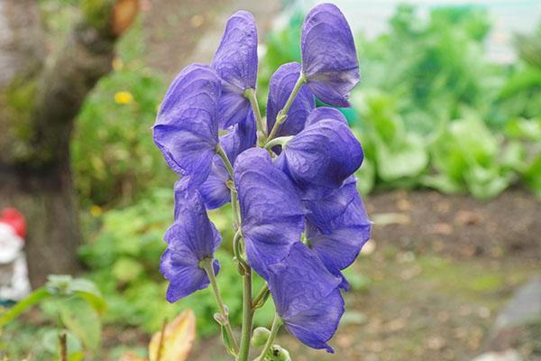 flores de acónito