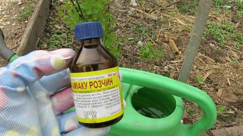 ammoniaque pour les oignons et l'ail contre les parasites