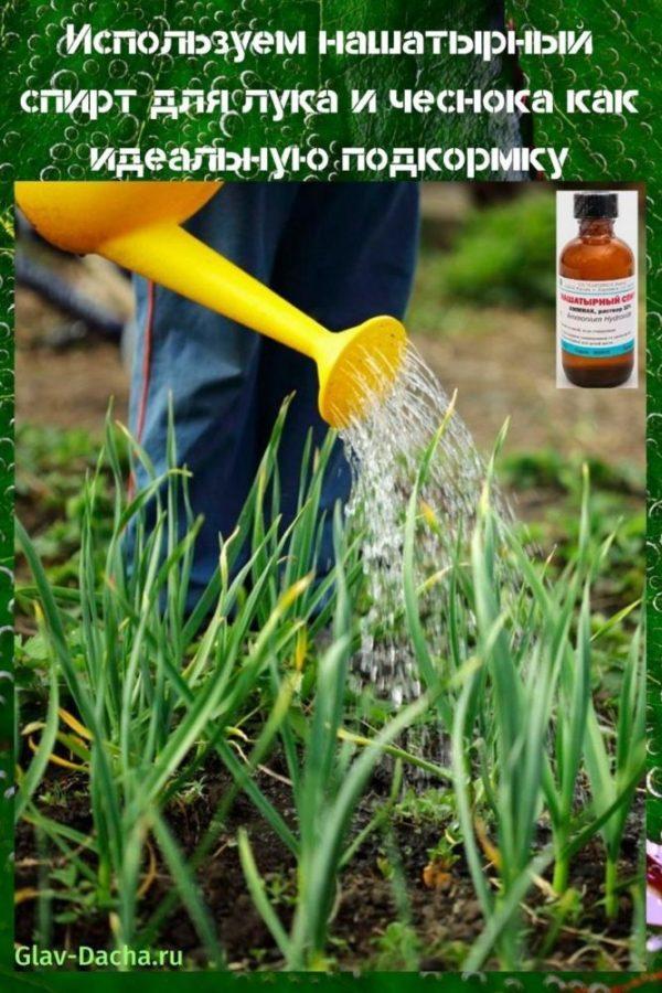 ammoniaque pour oignons et ail