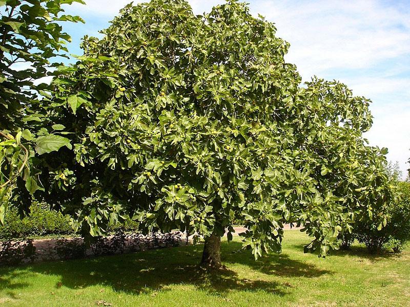 árbol de higo