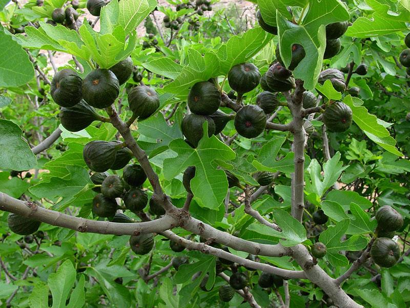 les figues mûrissent