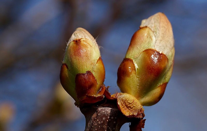 reproduction de lilas par greffage d'un bourgeon dormant