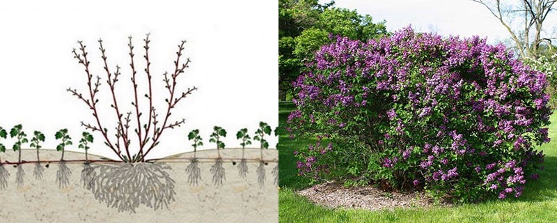 reproduction du lilas par superposition