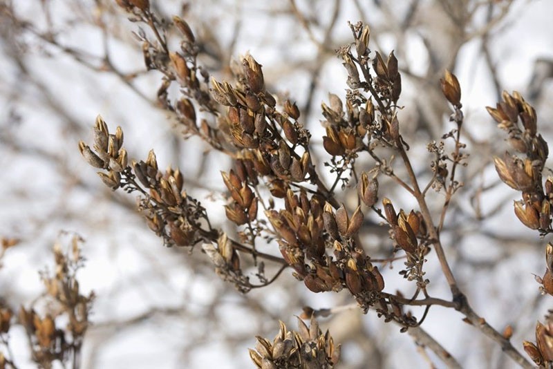 en utilisant des graines de lilas